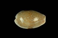 藏品(腰斑寶螺)的圖片